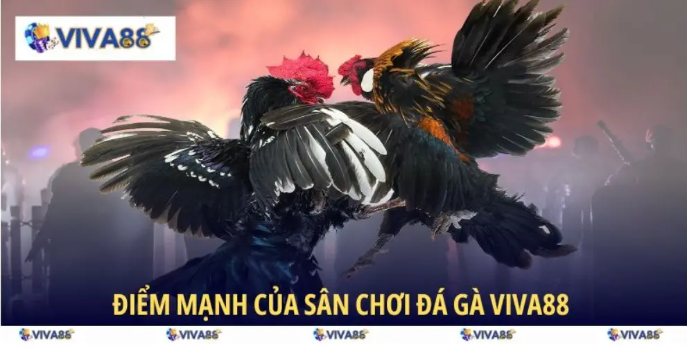Advantages of VIVA88 Cockfighting lobby
