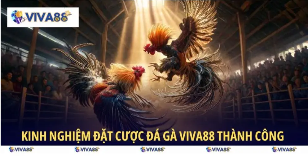 Revealing tips to help you bet successfully on VIVA88 Cockfighting