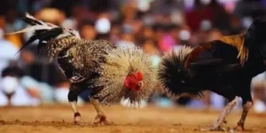 ZBET Cockfighting Playground with Intense Matches