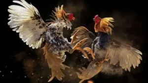 ZBET Cockfighting Playground with Intense Matches