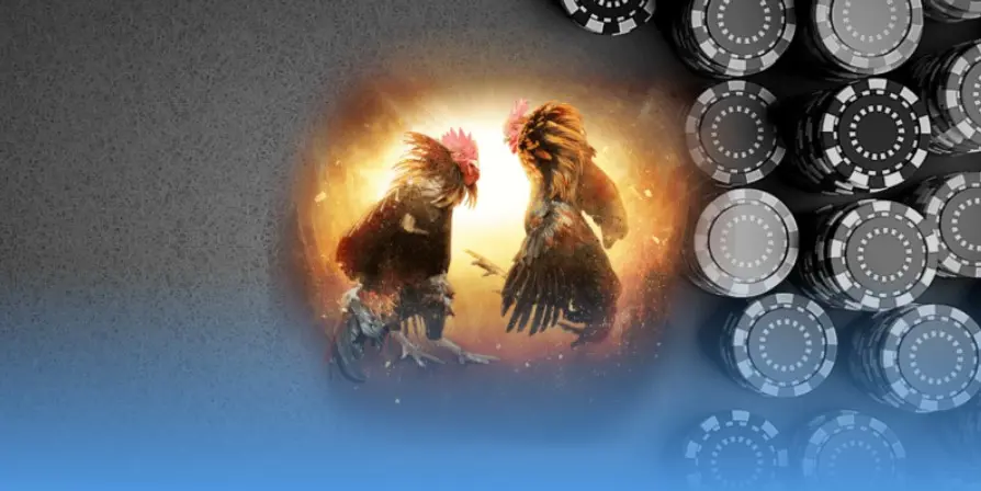 Effective Thomo cockfighting betting experience