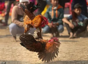 YO88 Cockfighting - Online Cockfighting Arena Updates Every Match