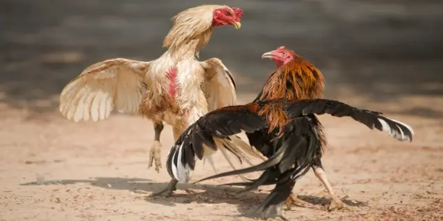 Betting on strong fighting cocks on the field - Winning strategies and real experiences