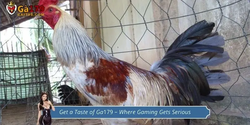 Get a Taste of Ga179 – Where Gaming Gets Serious
