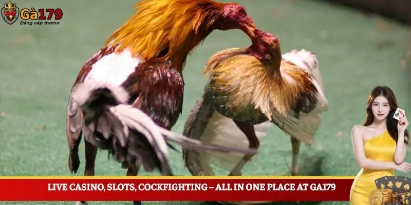 Live casino, slots, cockfighting – all in one place at Ga179
