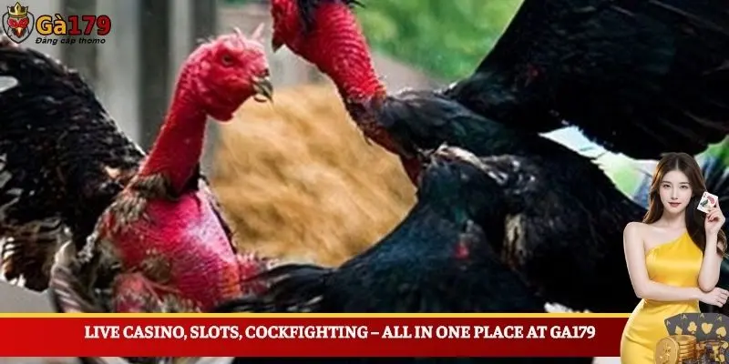 Live casino, slots, cockfighting – all in one place at Ga179
