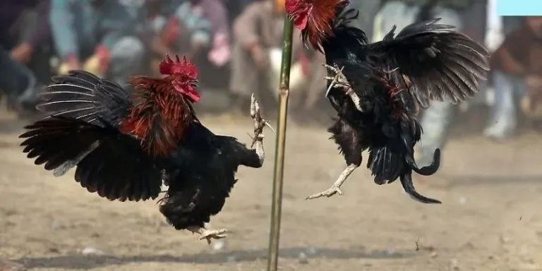 Discover the Chicken Fighting to Win the First Round - Tactics and Psychology During the Match