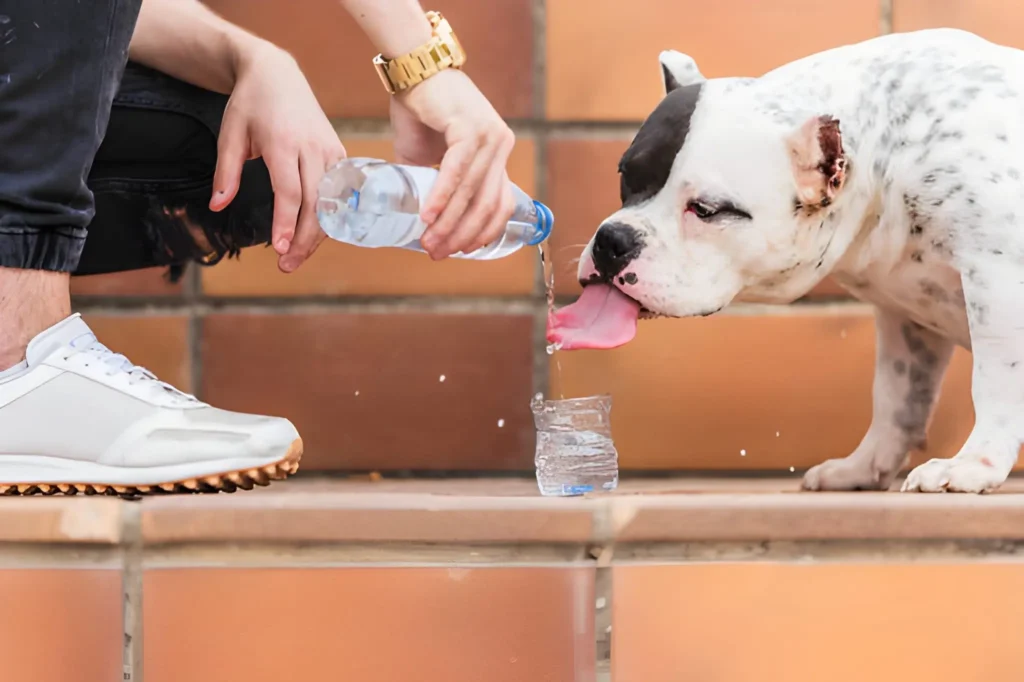Healthy Hydration for Dogs Why It Matters and How to Get It Right