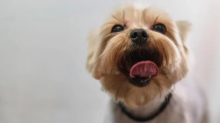 How to Reduce Shedding Through Regular Grooming