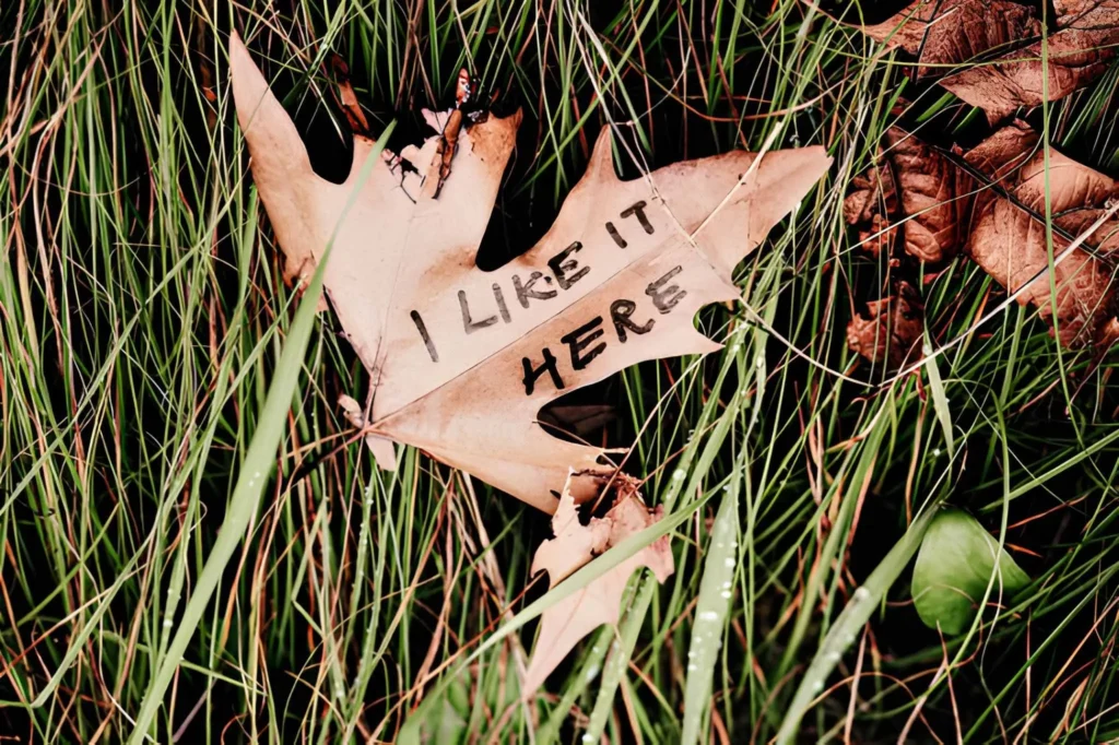 Pourquoi Picture on Leaf est le plus beau cadeau pour célébrer