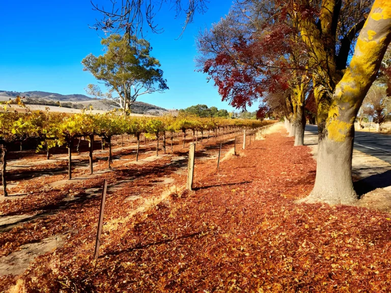 Exploring Barossa’s Boutique Wineries and Micro-Producers
