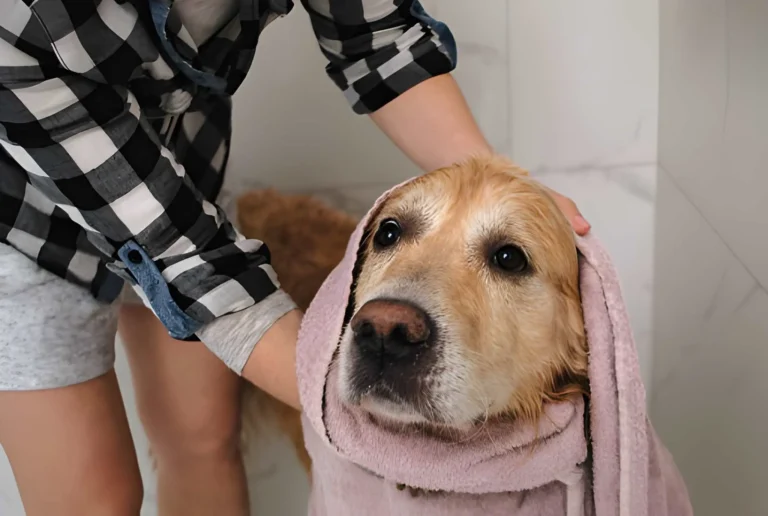 How Regular Dog Bathing Supports Comfort, Behavior, and Emotional Well-Being