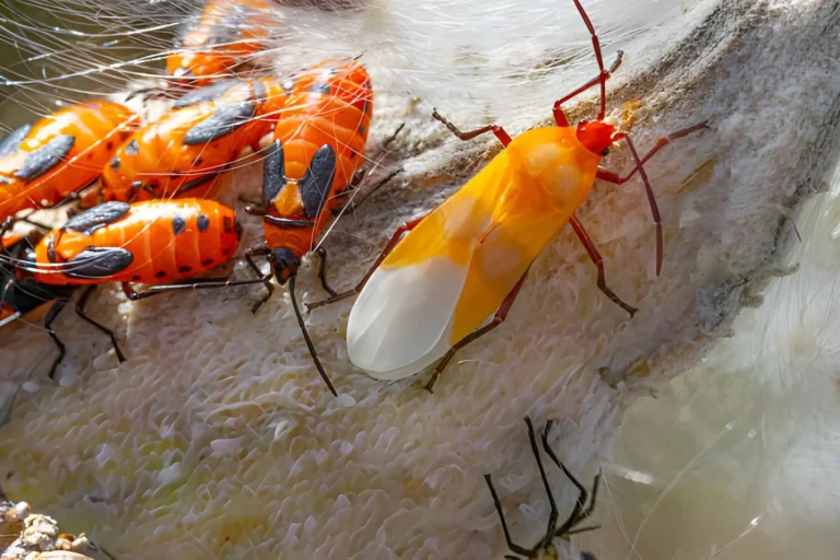 When Pest Issues Escalate and Require Immediate Action