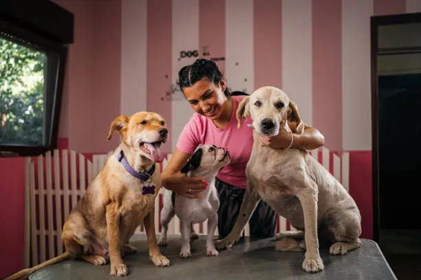 Why Dog Daycare Encourages Social Balance and Mental Engagement Why Dog Daycare Encourages Social Balance and Mental Engagement