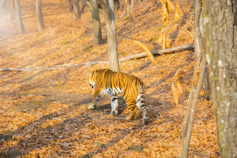 Ranthambore Tour with Golden Triangle A Complete Travel Plan