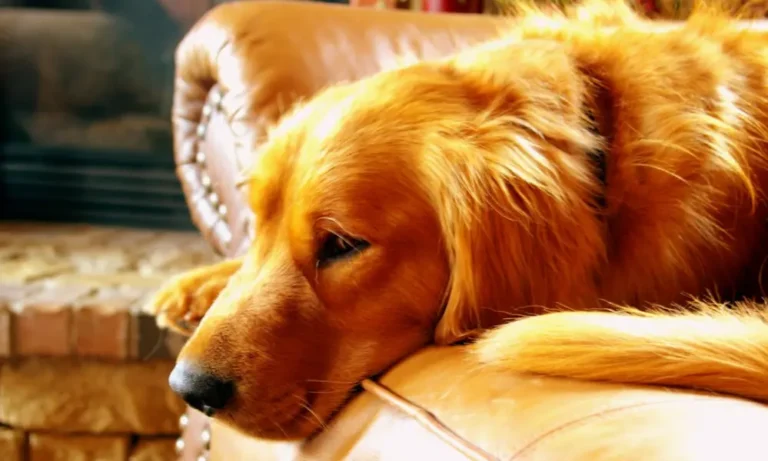 5 Grooming Tips for Keeping Pets Clean Longer