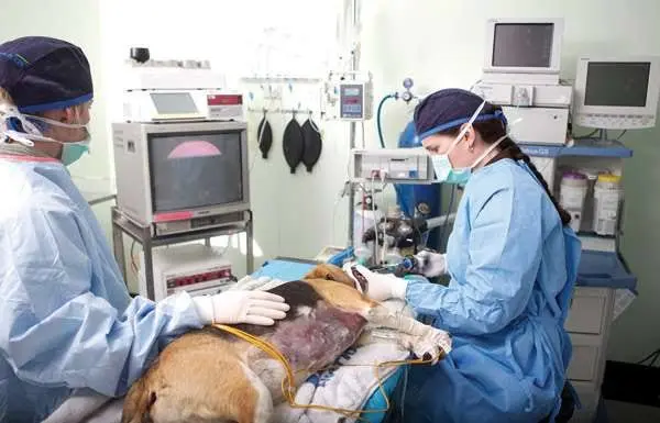 How Veterinary Hospitals Manage Complex Surgeries